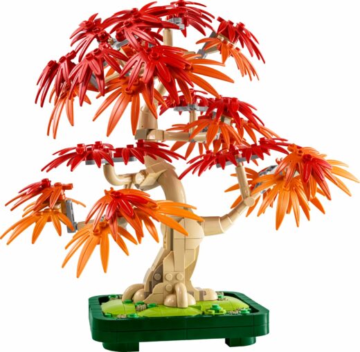 Japanse esdoorn bonsaiboompje