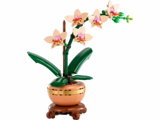 Miniorchidee