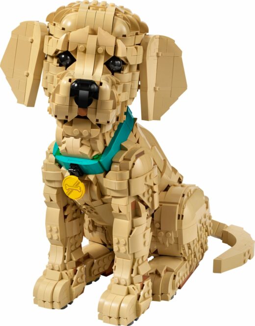 Golden retriever puppy